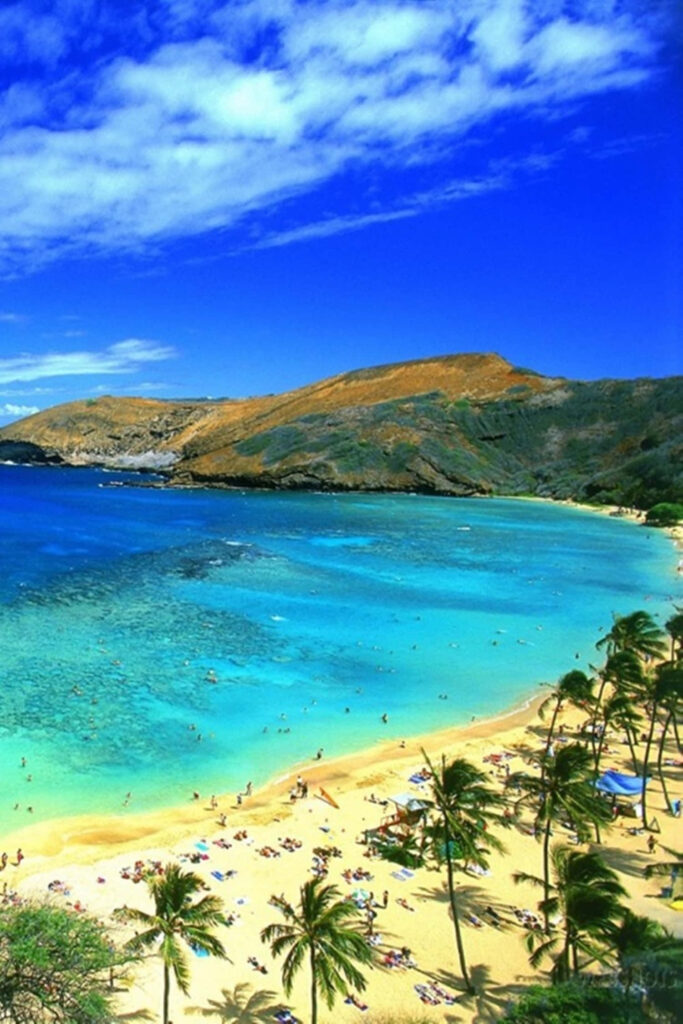 Tropical Beach Wallpaper: Turquoise Waters & Palm Trees for iPhone