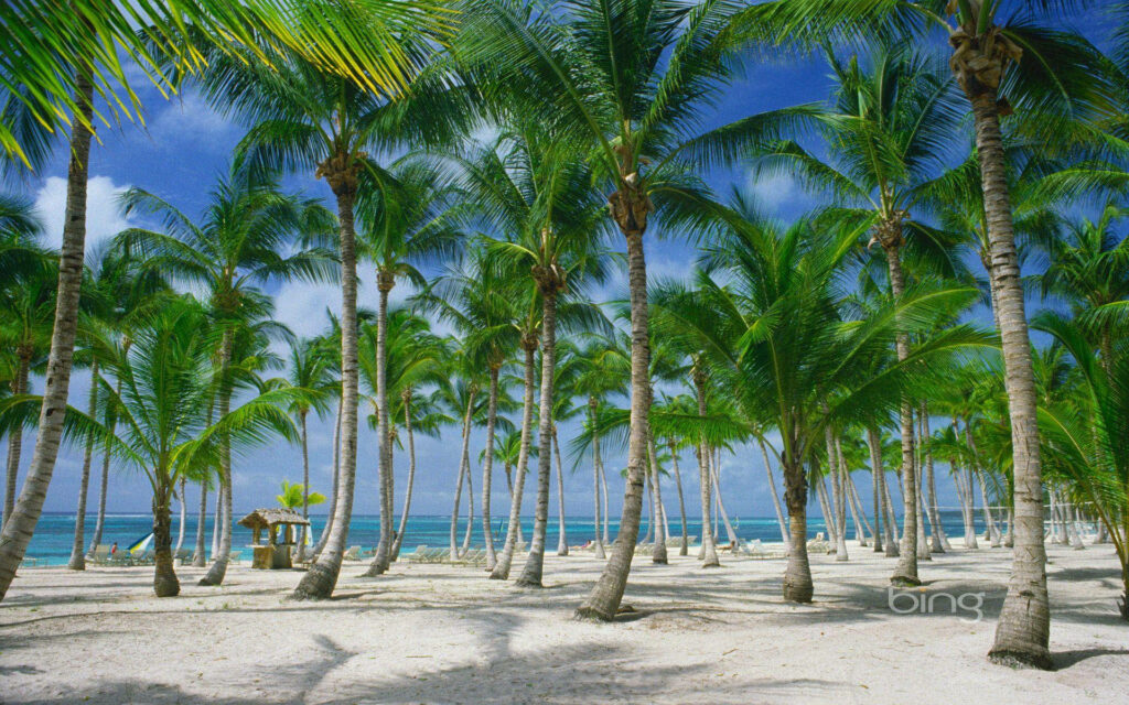 Tropical Paradise: Palm Tree Forest on Sandy Beach Background Wallpaper