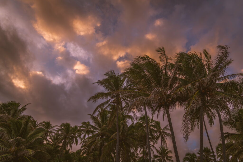 Tropical Sunset: HD Wallpaper of Silhouetted Palm Trees & Vivid Skies