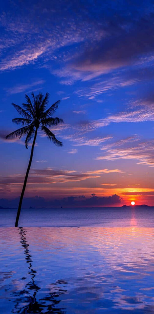 Stunning Tropical Sunset Wallpaper: Serene Palm Tree & Calm Sea