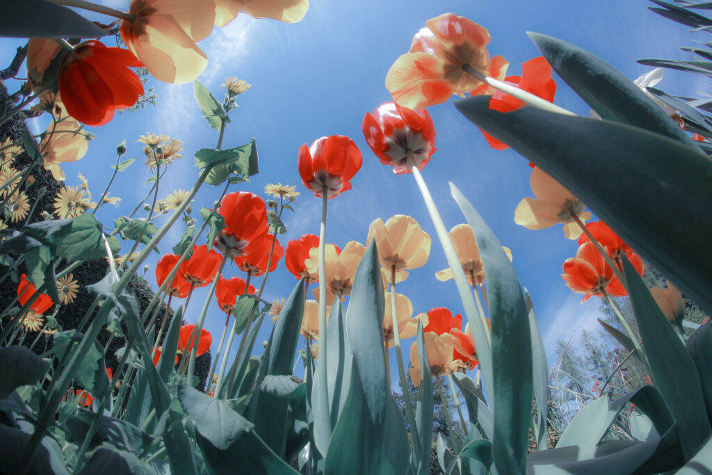 Stunning Bottom View of Tulips in Bloom - Colorful Floral Background Wallpaper