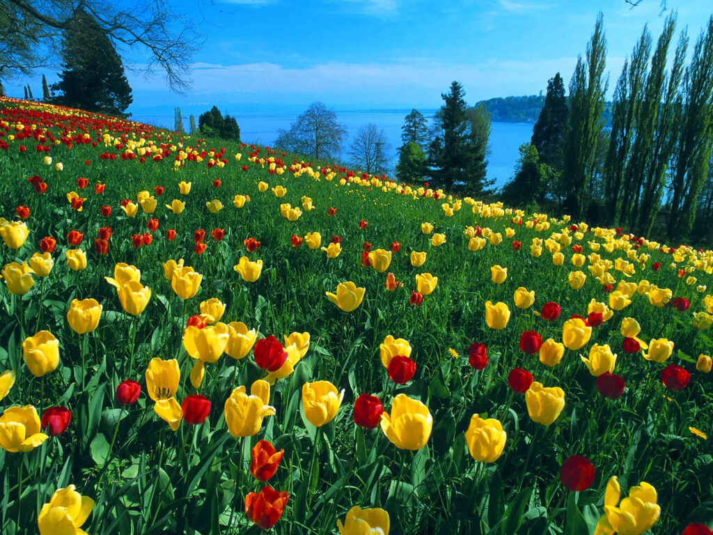Serene Tulip Field Wallpaper: Vibrant Red & Yellow Landscapes