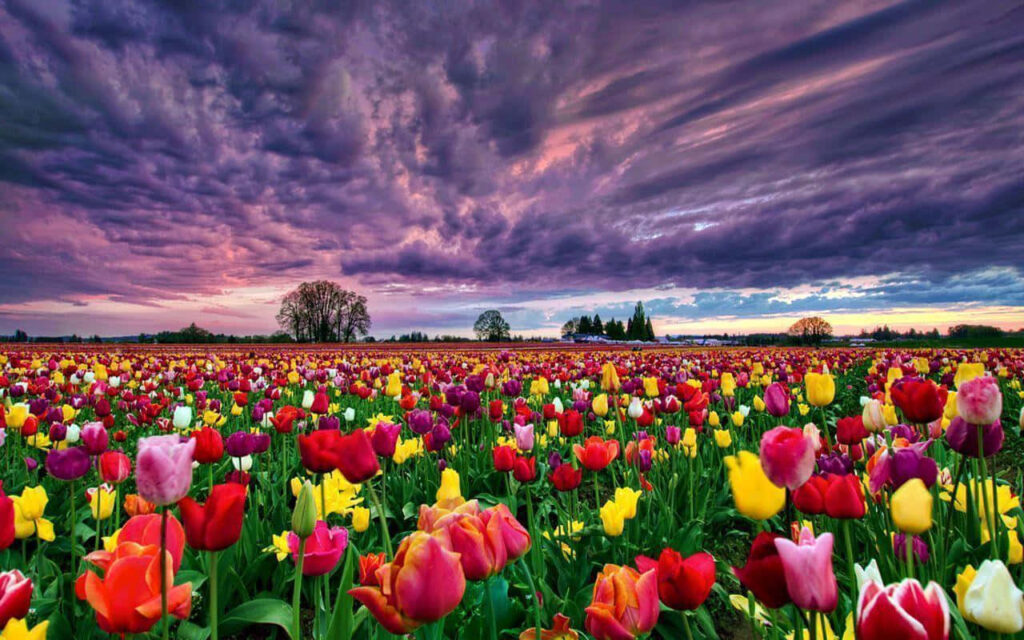 Majestic Tulip Field at Sunset: Breathtaking Scenic Wallpaper