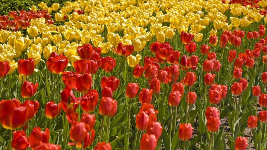 Vibrant Tulip Field Wallpaper: Stunning Red & Yellow Blooms