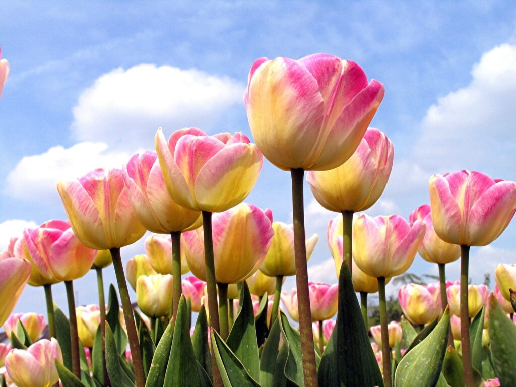 Stunning Tulip Field Wallpaper: Vibrant Spring Background 1920x1440
