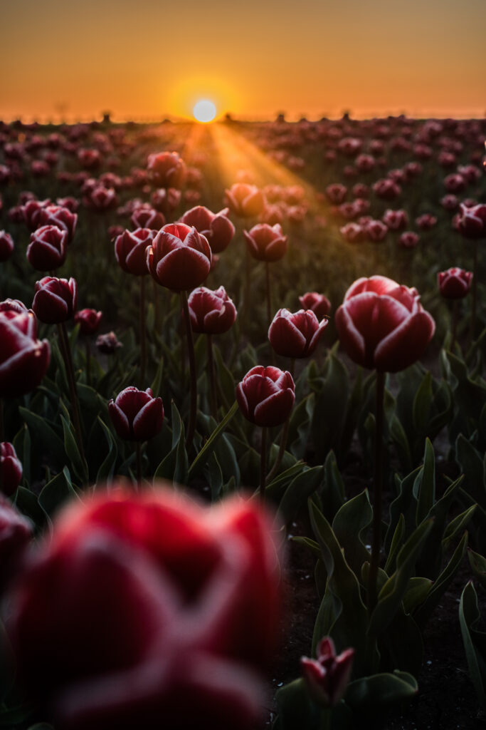 Serene Tulip Field Wallpaper: Sunlit Horizon Bliss Background