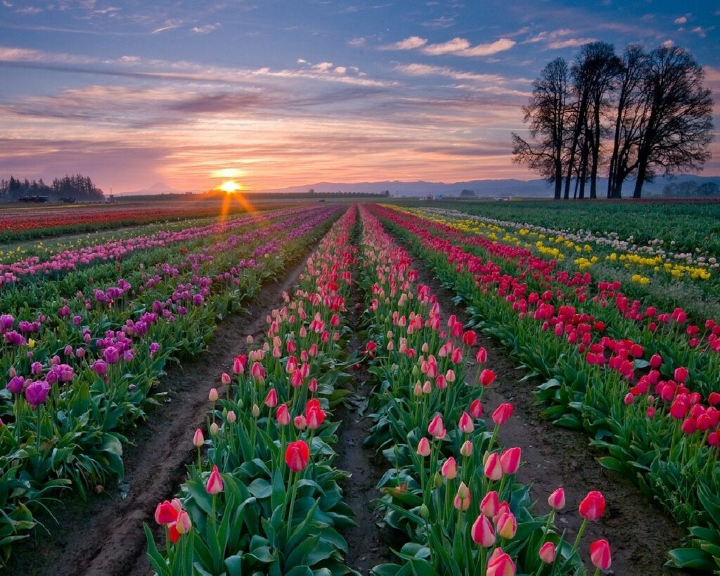 Vibrant Tulip Plantation Wallpaper with Serene Sunset Background
