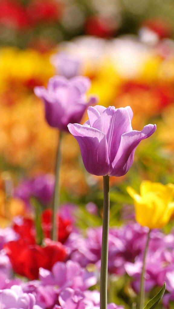 Vibrant Tulips in Soft Focus: Springtime Garden Wallpaper