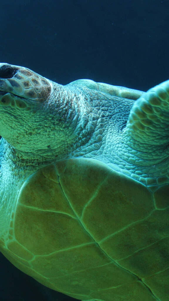 Close-up side view of turtle with textured shell and scales on deep blue aquatic background Wallpaper