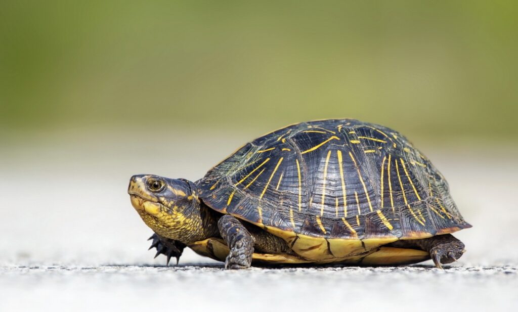 Elegant Turtle Wallpaper on Smooth Background with Intricate Shell Patterns