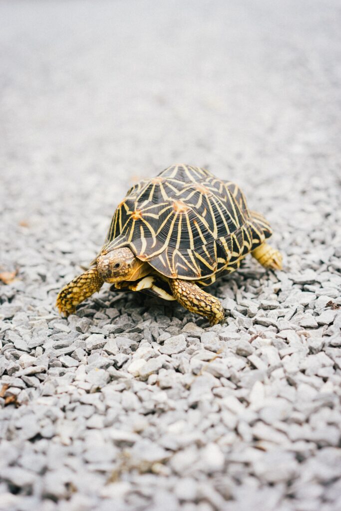 Serene Turtle Wallpaper: Intricate Shell Against Smooth Beach Stones