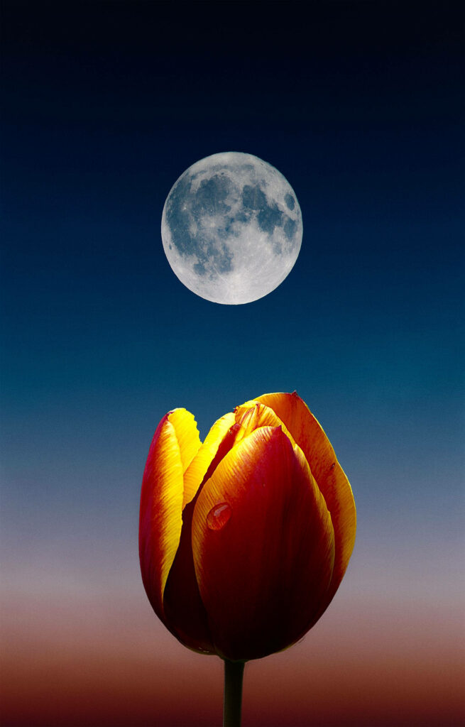 Vibrant Tulip Wallpaper with Twilight Sky & Full Moon - Serene Background