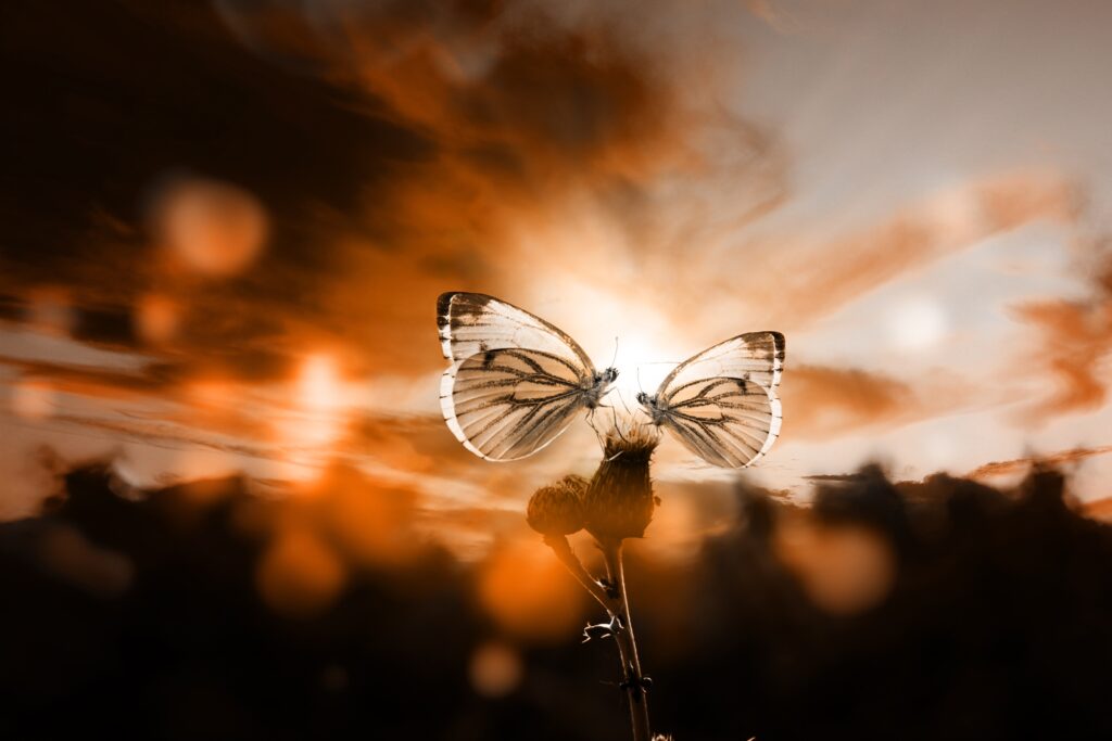 Romantic Butterfly Wallpaper: Twilight Sky & Serene Atmosphere