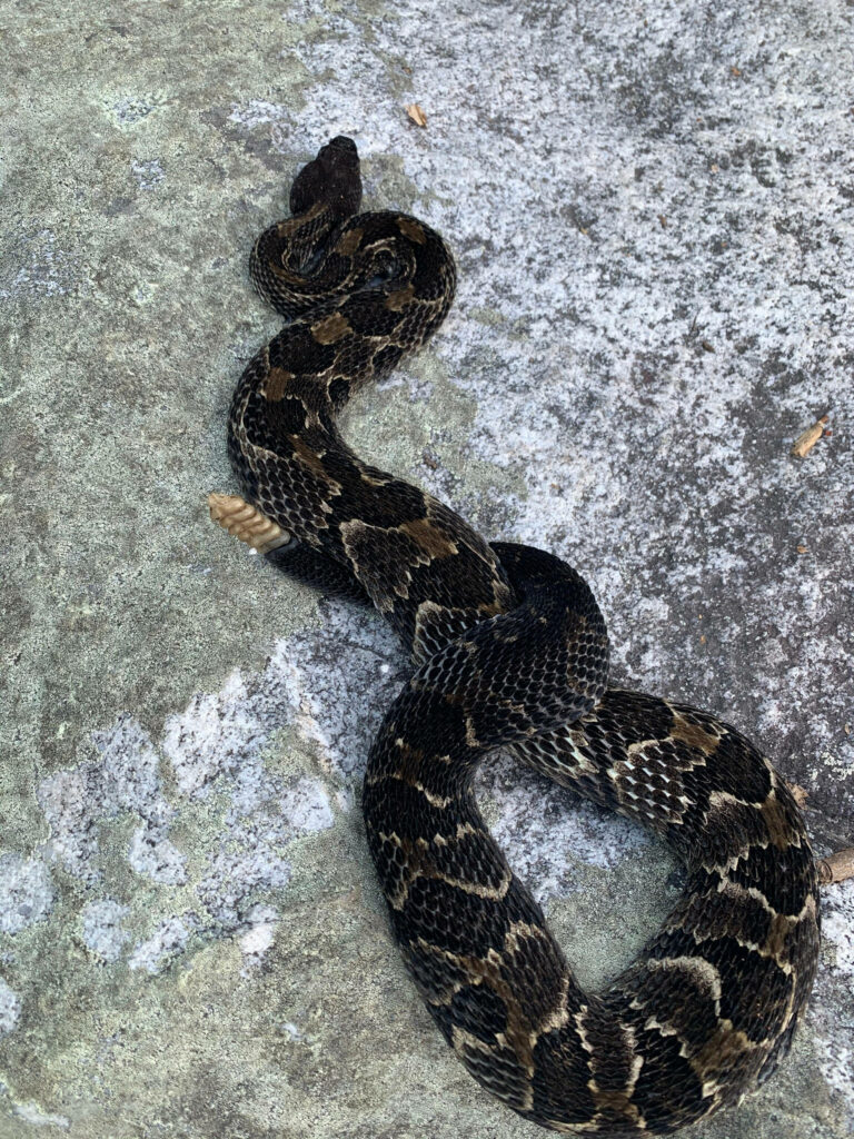 Elegant Twisted Black Timber Rattler Snake Wallpaper Background