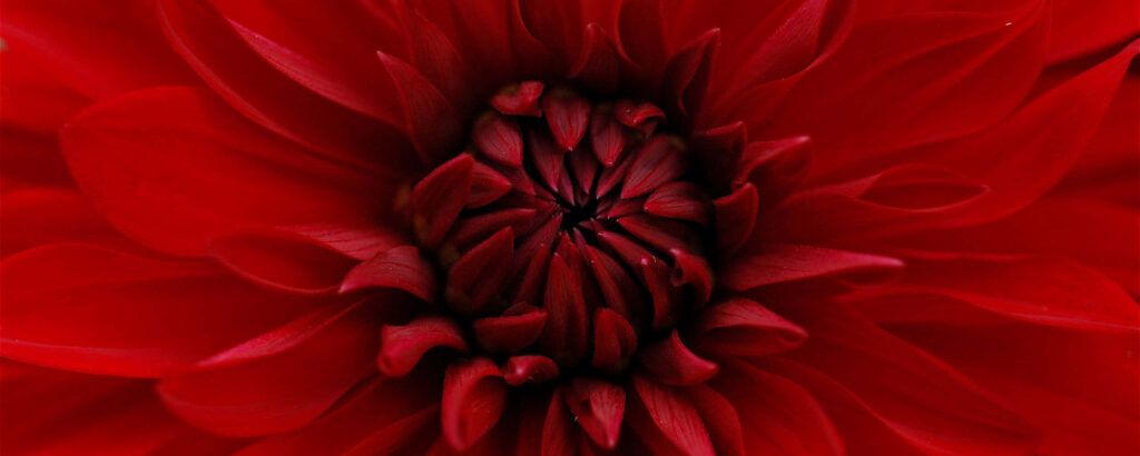 Stunning Macro Red Flower HD Wallpaper - Vivid Petal Details