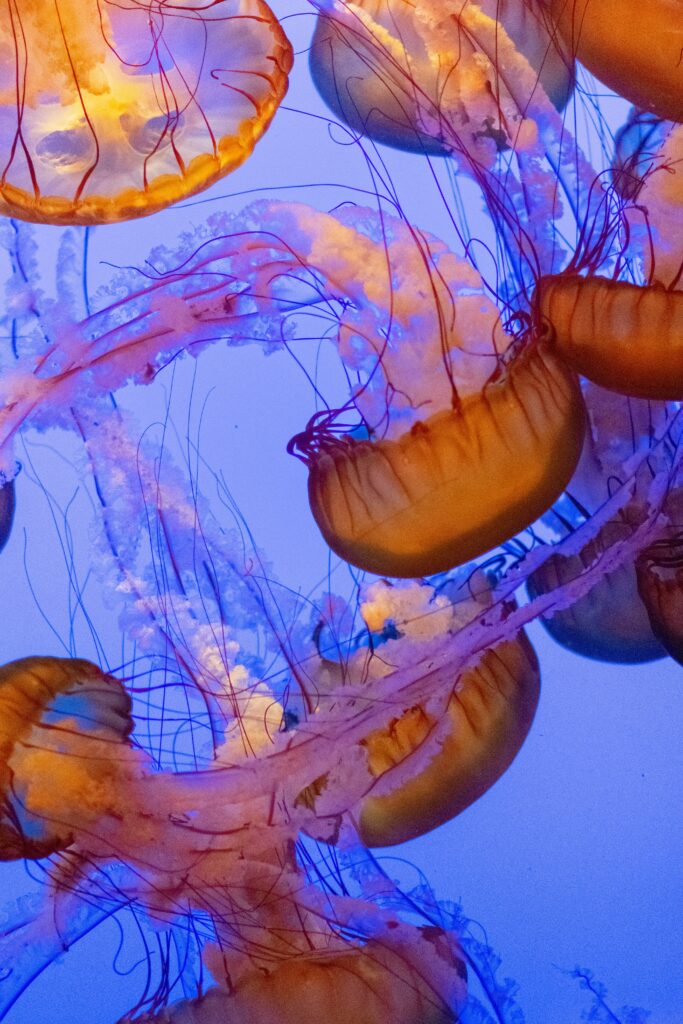 Mesmerizing Underwater Jellyfish Wallpaper in Tranquil Blue