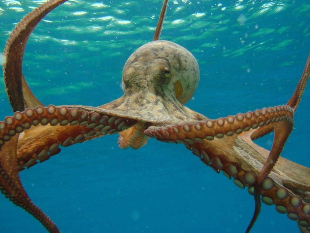 Octopus swimming in clear blue water vibrant skin extended tentacles natural ocean light Wallpaper