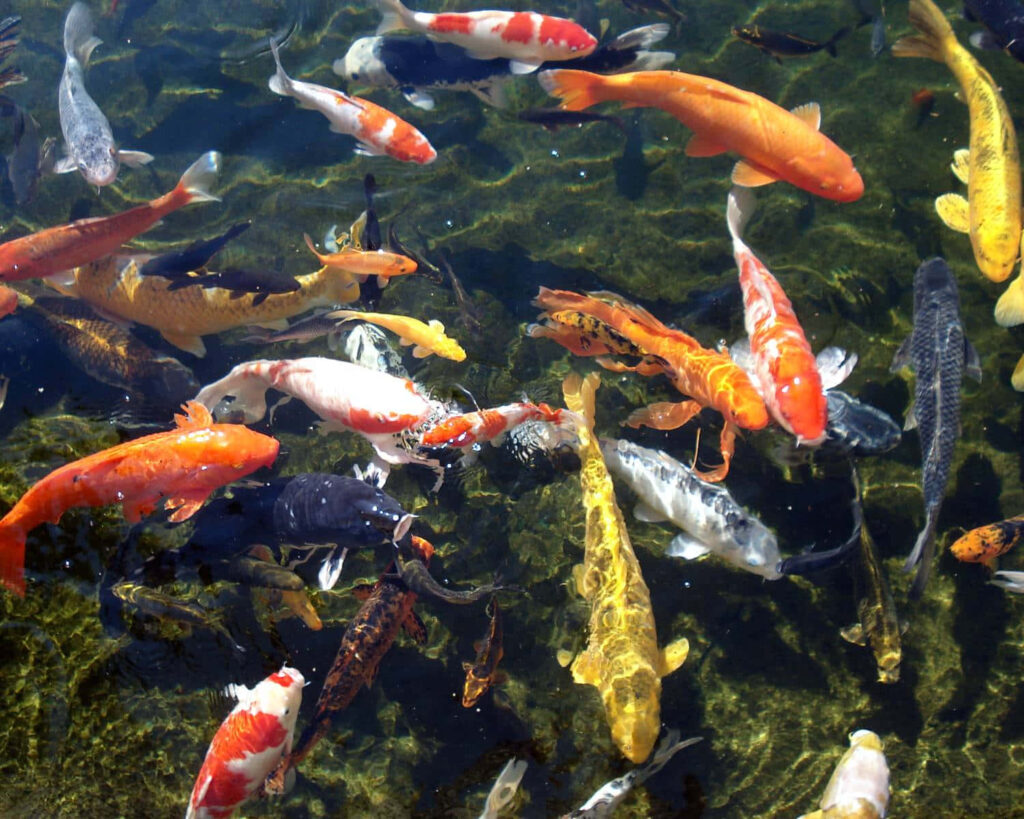 Vibrant Underwater Scene: Colorful Fish in Serene Aquatic Background Wallpaper