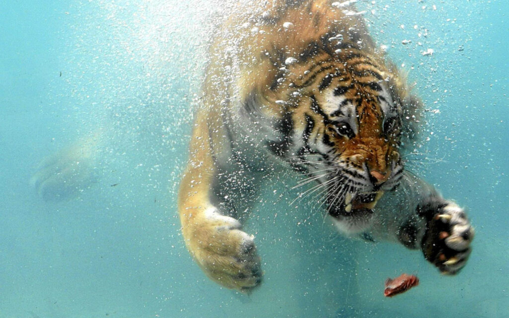 Intense Tiger Underwater Swim: Striking Wildlife Dynamic Wallpaper