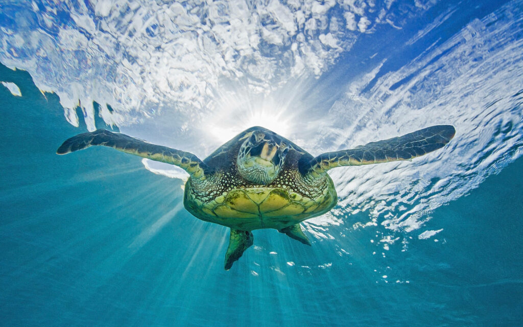 Stunning Underwater Tortoise Wallpaper with Light Rays & Vibrant Colors