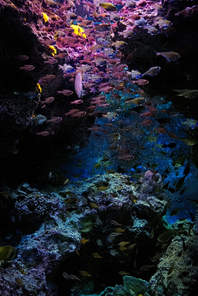 Vibrant Underwater Wallpaper: Colorful Fish & Coral Scene Background