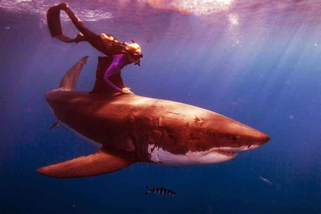 Serene Underwater Wallpaper: Diver with Shark in Ocean Beauty
