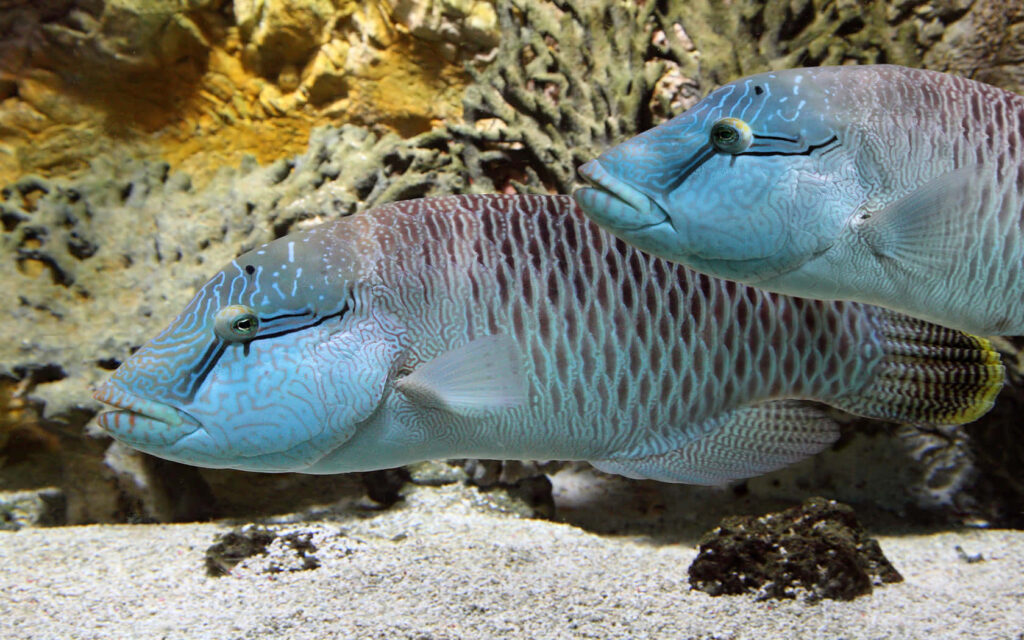 Captivating Underwater Wallpaper: Lifelike Fish & Coral Background