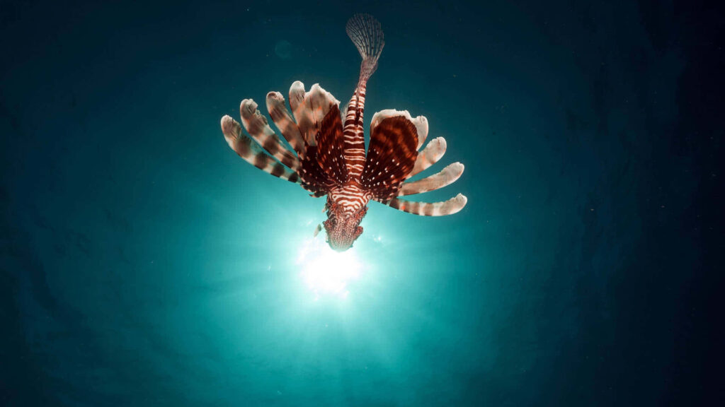 Red Lionfish Underwater Wallpaper: Sunburst Rays & Vibrant Serenity