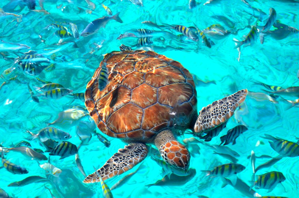Stunning Underwater Wallpaper: Sea Turtle & Colorful Fish Background