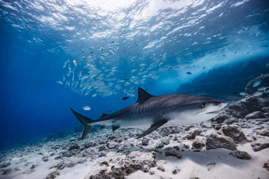Stunning Underwater Wallpaper: Tiger Shark & Fish in Ocean Serenity
