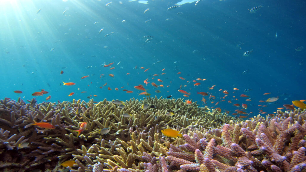 Vibrant Coral Reef Wallpaper with Colorful Fish in Clear Waters