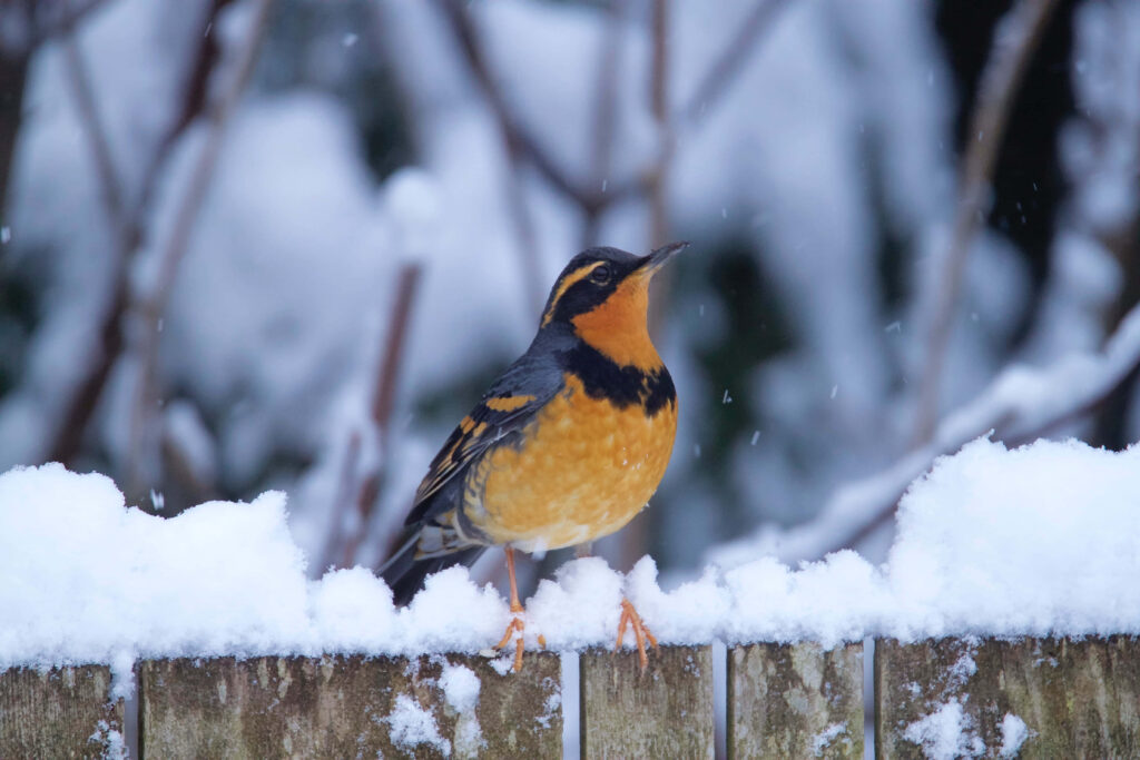 Stunning Varied Thrush on Snowy Fence - Winter Wallpaper Background