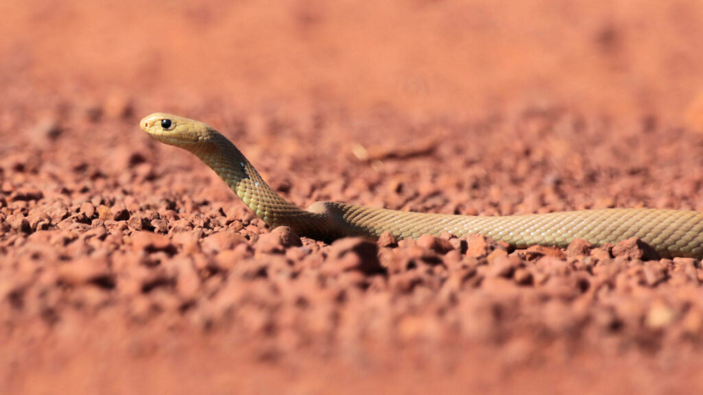 Stunning Venomous Taipan Snake Wallpaper | Rugged Terrain Background