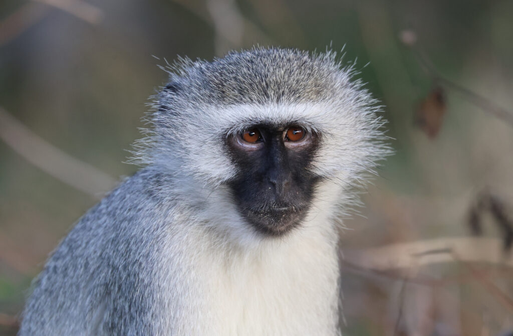 Vervet Monkey Close-Up: Stunning Wildlife Wallpaper Background