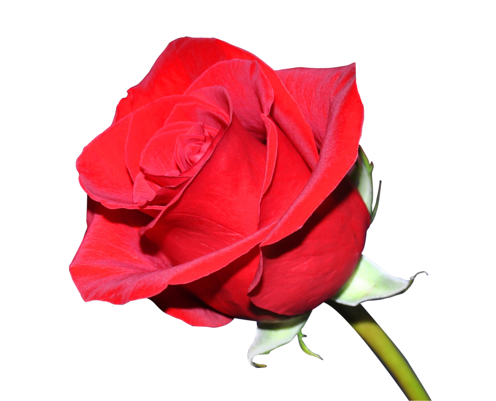 Vibrant Red Rose on Black Background: Stunning Petal Detail Wallpaper