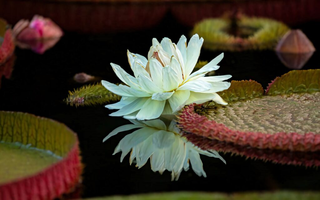 Serene Victoria Water Lily Wallpaper: Stunning Bloom & Giant Lily Pads