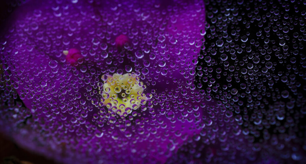 Close-Up of Violet Flower with Dew Drops - Stunning Wallpaper Background