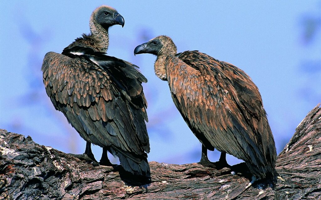 Majestic Vultures on Rugged Branch - Stunning 1920x1200 Wallpaper