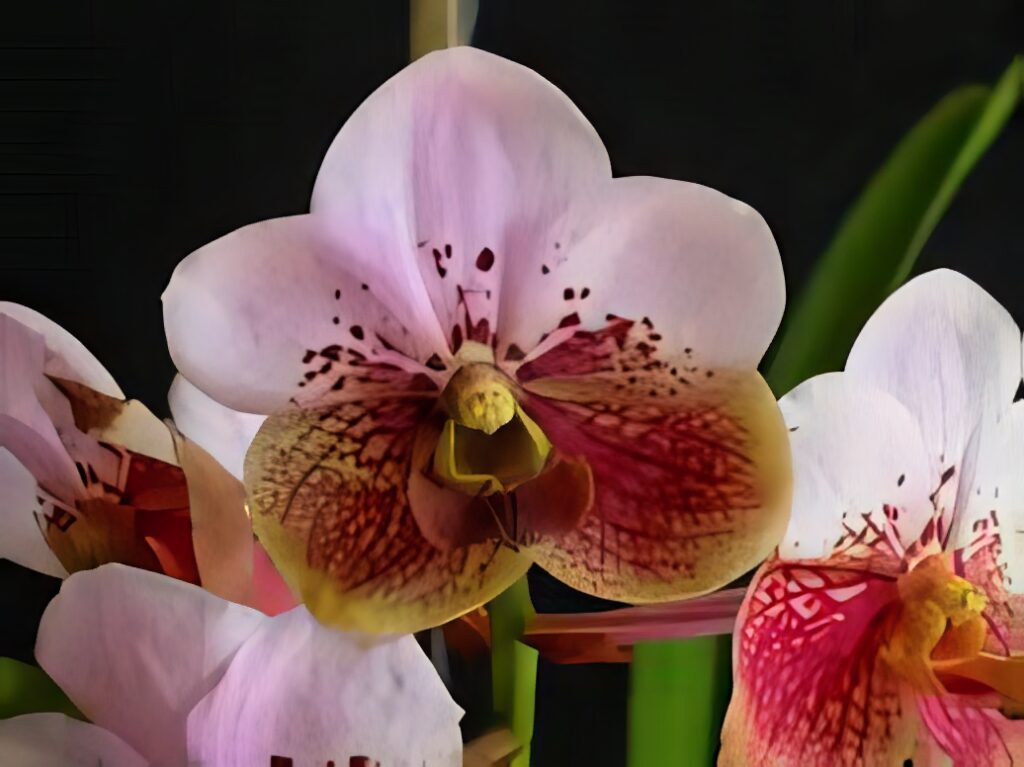 Vibrant Waling-Waling Orchid Wallpaper on Dark Background