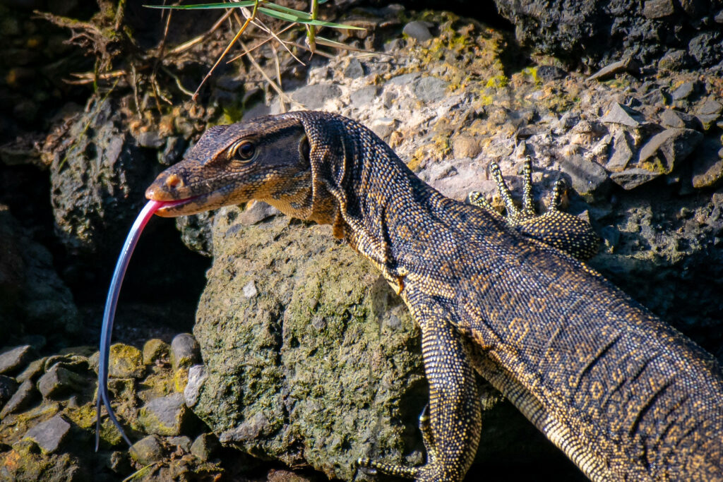 Stunning Asian Water Monitor Lizard Wallpaper by Beach Rocks