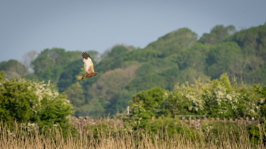 Stunning Bird in Flight Wallpaper Over Lush Green Landscape