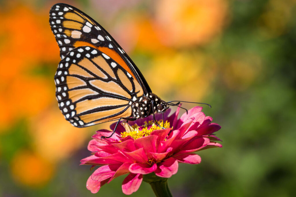 Vibrant Monarch Butterfly on Pink Flower - Colorful Wallpaper Background