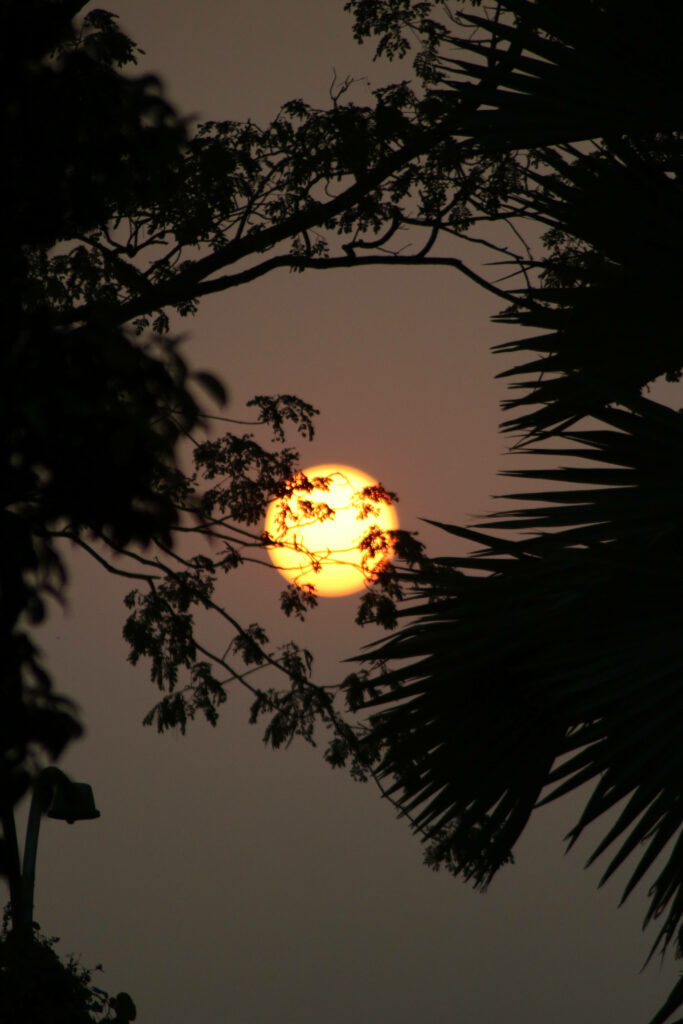 “Captivating Sunset Wallpaper: Orange Sky with Tree Silhouettes”