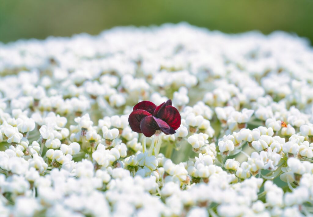 Vibrant Red Bloom Among White Flowers - Captivating Background Wallpaper