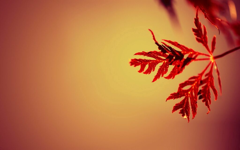 Serene Red Leaves Wallpaper on Warm Gradient Background