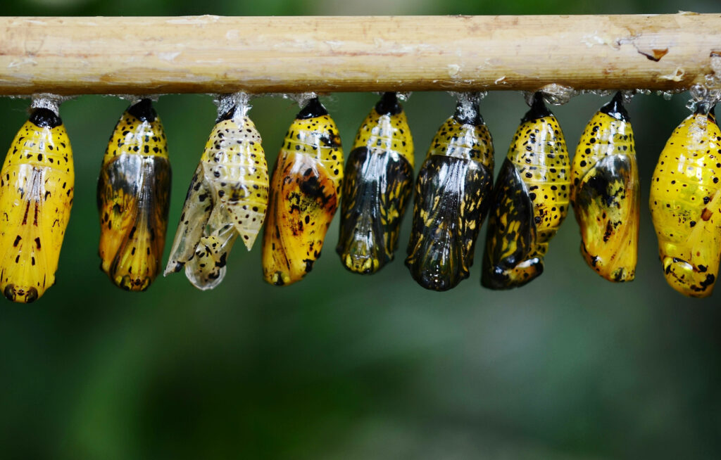 Stunning Transparent Butterfly Cocoons Wallpaper with Vibrant Yellow Hues