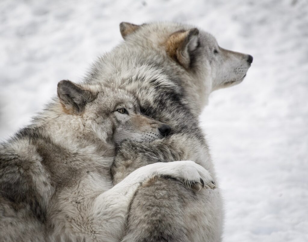 Serene Wolves Embrace in Snowy Landscape - Wildlife Wallpaper