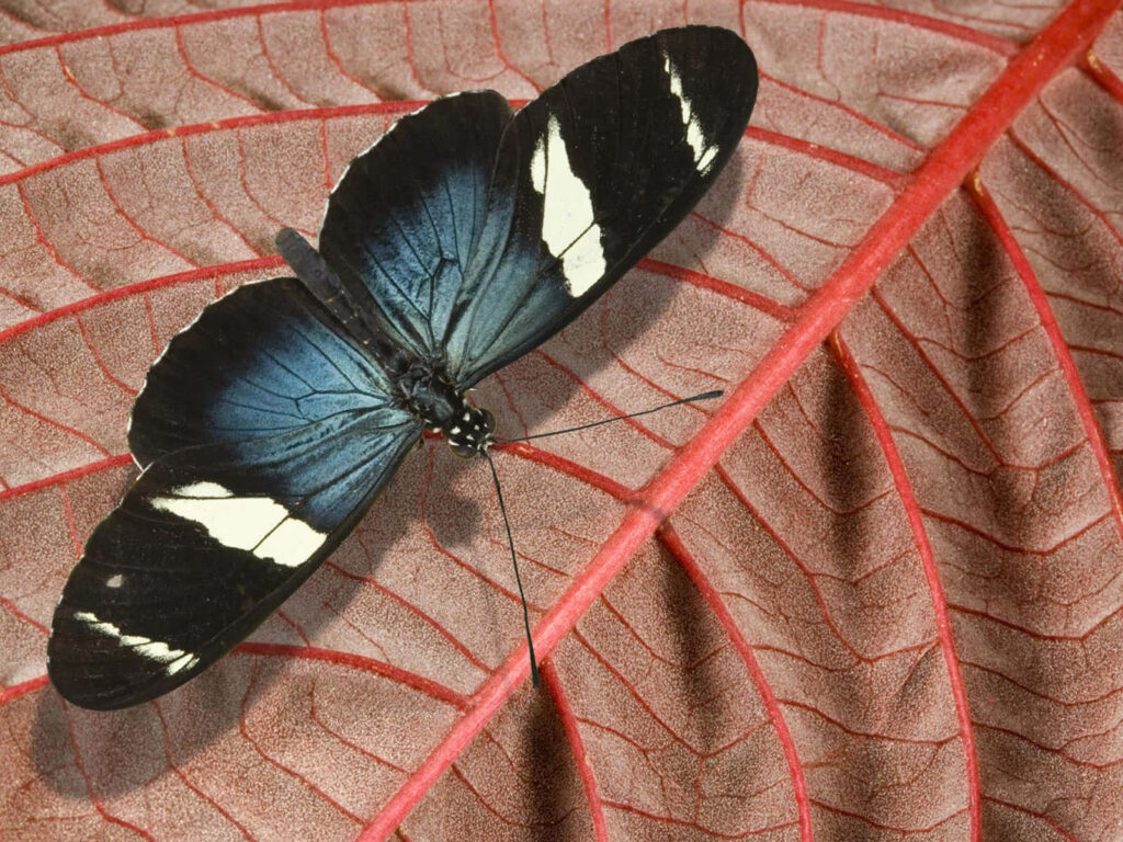 Vibrant Butterfly on Red Leaf Wallpaper - Detailed Nature Background