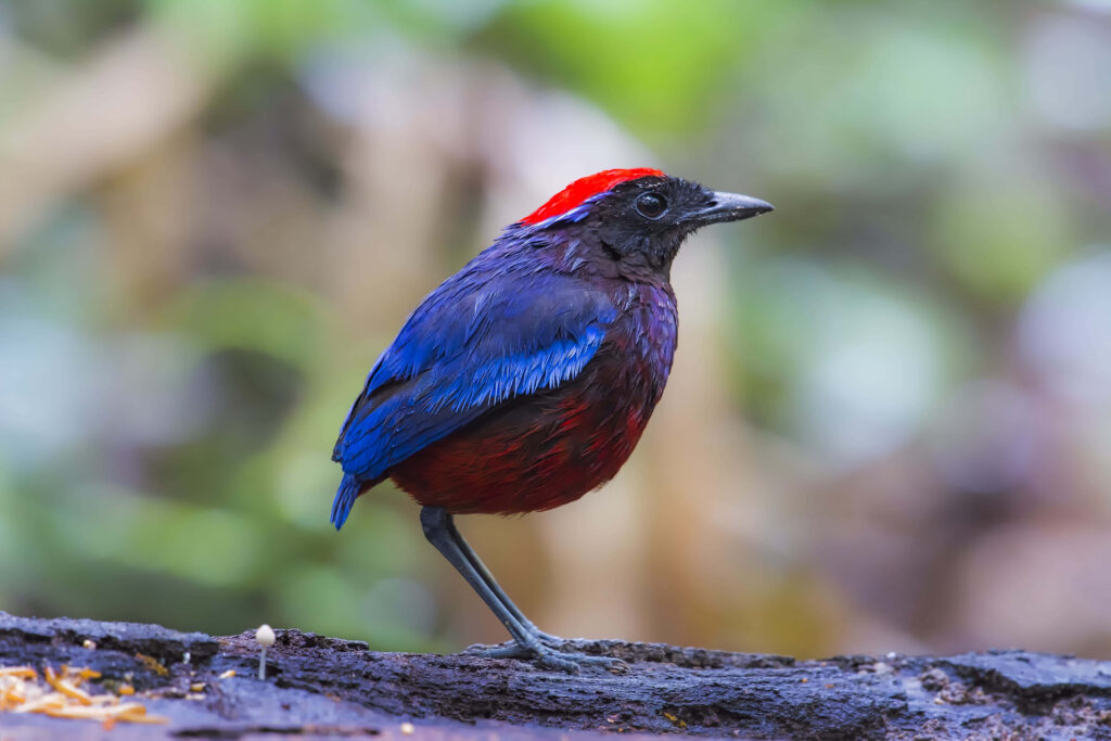 Vibrant Red-Capped Thrush Bird Wallpaper in Lush Greenery