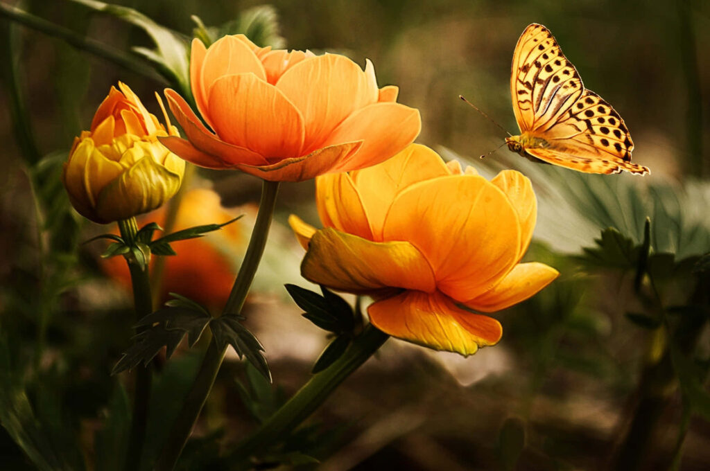 Vibrant Yellow Butterfly Wallpaper Against Orange Flowers & Greenery